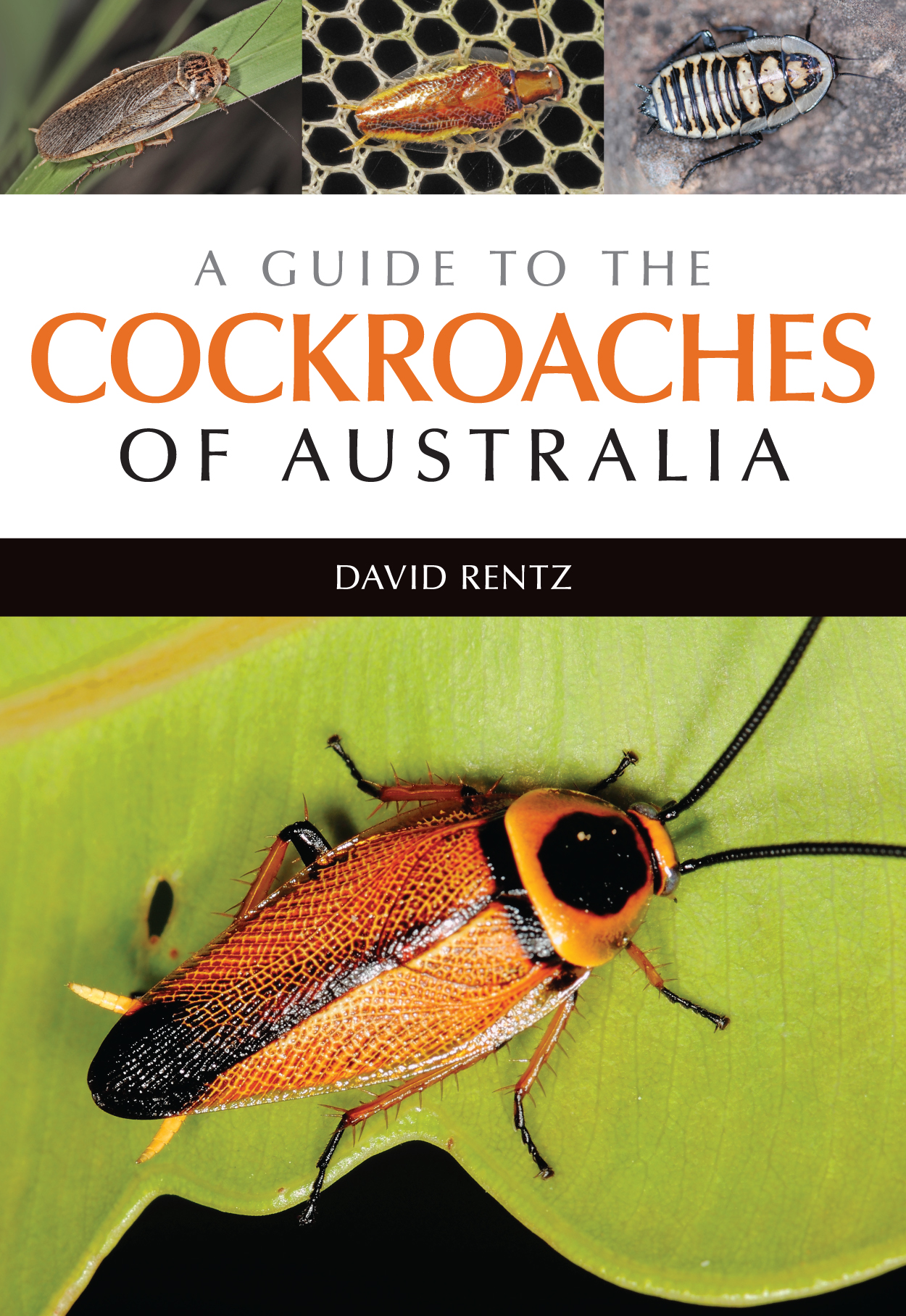 Cover of 'A Guide to the Cockroaches of Australia', showing photographs of four different cockroach species.