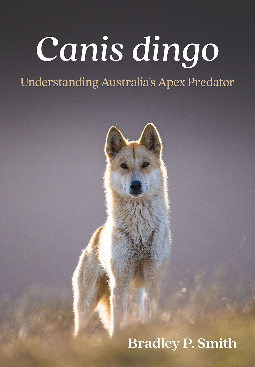 Cover of 'Canis dingo: Understanding Australia's Apex Predator' featuring a stunning photo of a light-coated dingo in a field staring directly at the