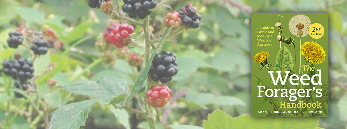A practical field guide to the most common and useful edible weeds in Australia
