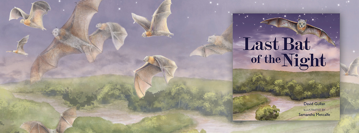 Follow Australia's bats they fly out on their nightly journey to feed, drink and pollinate